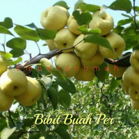 bibit tanaman buah pir pear