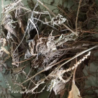 250 GRAM DAUN SENDOK SENDOKAN KIURAT PLANTAGO MAJOR OTOT-OTOTAN KERING