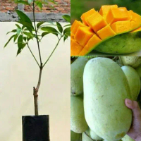 BIBIT MANGGA INDRAMAYU BUAH JUMBO SUPER MANIS   OKULASI CEPAT BERBUAH 100% ASLI CEPAT BERBUAH COCOK 