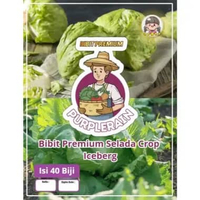 Bibit Premium Selada Krop Iceberg | Benih Selada Krop