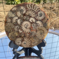 11-12cm Ammonite Fossil Disc Home Decor Specimen Collection with Stand