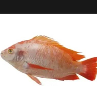 ikan nila merah segar 1kg (isi 4-5)