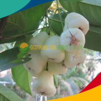 Bibit jambu air camplong atau putih hasil okulasi boleh COD