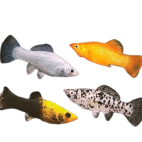 Stiker Ikan Molly - Stiker Berkualitas Tinggi