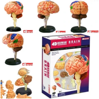 4D MASTER Brain Model Assembled Anatomy Dimensional 32pcs Set Anatomy Structure Model Multi Colored 10" Unisex Child Toys Games