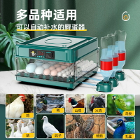 台灣24H現貨 孵化器小型家用孵化機全自動智能孵化箱小雞鴨鵝鴿鸚鵡種蛋孵蛋器 文藝男女