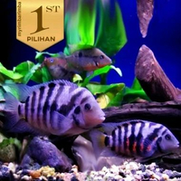 Paket Koloni ( Isi10)Purple Convict Cichlid Ikan Hias Aquascape Hiasan Aquarium Tanaman Air -