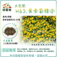 【綠藝家】大包裝H63.黃帝菊種子1.5克(約380顆)(金星)