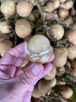 Buah Longan brazil Segar & Manis , Brazilian longan fruit Fresh & Sweet
