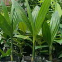 bibit pohon pinang kualitas terbaik untuk pagar kebun dan perkebunan