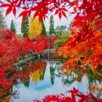 【喜鴻假期】【高雄出發．關西楓紅饗宴５日】賞楓名所、螃蟹吃到飽、近江八幡、宇治茶鄉、美食饗宴