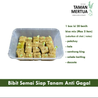 Bibit Sayur Sudah Semai Siap Tanam Anti Gagal pakchoy kale samhong