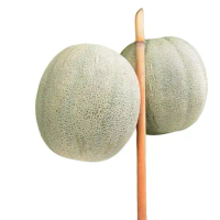 Benih melon madu super manis tahan virus