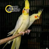 BURUNG FALK PARKIT AUSTRALI LUTINO MATA MERAH SEPASANG