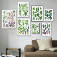 Plant Specimens Poster and Prints Canvas Painting Wall Art Alocasia Marantaceae Monstera Genus Pictures for Room Home Decoration