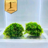 Paket 10 Butir Java Moss Ball (M) Tanaman Air Hidup Hiasan Aquascape Aquarium Ikan Hias -