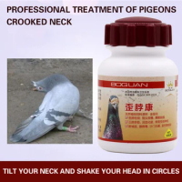 Crooked neck Kang homing pigeon racing pigeon Crooked head and crooked neck pigeon with Newcastle disease pigeon plague
