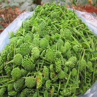 Nụ Hoa Tam Thất Khô thượng hạng Thảo dược xanh số 1 JINDO Loại 100g
