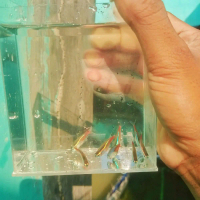 paket 5ekor hiasan ikan neon tetra