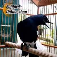 BURUNG KACER DADA HITAM JADI GACORAN