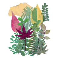 【A-ONE 匯旺】乾燥花材料盒 永生花材料 乾燥花不凋花 香薰蠟燭材料 浮油花 裝飾花 壓花
