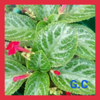 TANAMAN HIAS EPISCIA HIJAU SILVER-EPISCIA FADE JADE
