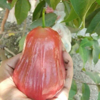 bibit cangkok jambu air citra jumbo boleh COD