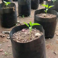 Polybag ukuran 30x30 isi 55 pcs - Polybag untuk Cabai - Polybag planter 30x30 isi 55 lembar