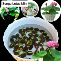 Benih Mix Lotus / Seroja F1 Aneka Warna 10 Biji
