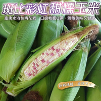 【WANG 蔬果】斑比彩虹甜糯玉米15斤x1箱(30-35支/箱_農民直配)