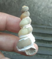 Mustika Fosil Keong Batu Jadi Akik Motif Bentuk Unik Antik