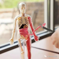 21 Removable Parts Squishy Human Body Medical Anatomy Model SmartLab Educational Toys