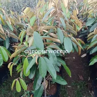 80 Cm Up Bibit tanaman buah Durian Lai - Buah Endemik Kalimantan