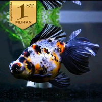 Mas Koki Peking Jumbo Ikan Mas Hias Air Tawar Hiasan Aquarium Aquascape -