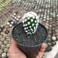 mammilaria snowcup gracilis