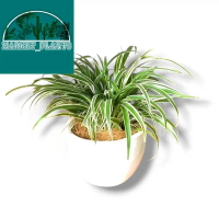 Hiasan Rumah Lili Paris Hawai - Spider Plant Pothos Palsu - Lily Paris - bunga plastik Hiasan rumah