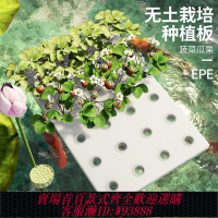 【公司貨 最低價】水培蔬菜定植板無土栽培種植板板水上種菜塑料漂浮板