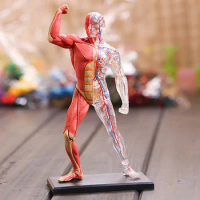 4D model assembled model of human muscle anatomy model anatomical model free shipping