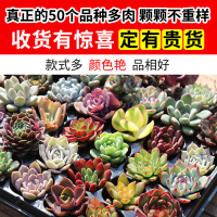 一筐一拍多肉巨型多肉花植物整箱批多肉一箱肉多多大植物含盆包郵
