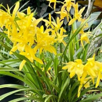 Tanaman hias golden boy - anggrek tanah kuning golden boy cantikk