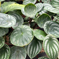 peperomia hias watermelon / peperomia semangka