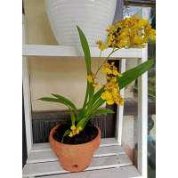 Anggrek Oncidium Golden Sohwer Dengan Varian Warna Satuan Tanaman Hias Unik dan Menarik