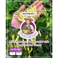 Bibit Premium Cabe Rawit Putih Bergerombol Canon | Biji Benih Cabe Rawit Putih