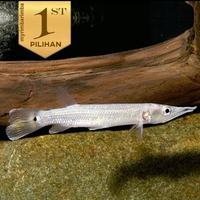 Hujeta Gar Ikan Hias Predator Hiasan Aquarium Aquascape Tanaman Air -