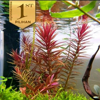 Aromatica Wabikusa Tanaman Air Hiasan Aquarium Ikan Hias Aquascape