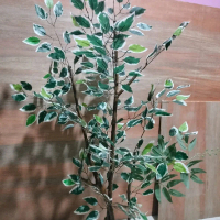 pohon artificial beringin varigata tinggi 130cm/dekorasi sudut ruangan/arficial beringin varigata