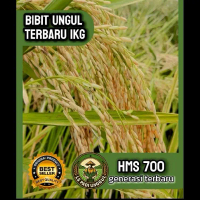 BENIH PADI  HMS 700 UNGGUL 1kg KUALITAS original