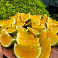 Bibit Jeruk Pacitan Baby Java Jeruk Peras Sunkis Madu tanaman okulasi