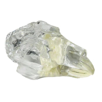 Transparent Rabbit Skull Teeth Anatomical Model Dental Animals Oral Tooth Jaw for Veterinary Educati