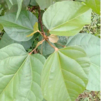 daun kesumba keling atau galinggem 50 helai cocok untuk pengobatan alternatif